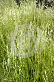 Pony tails grass