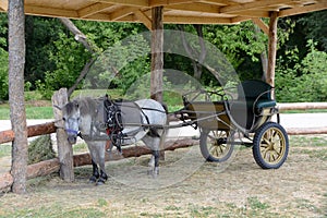 Pony with two-wheel carriage is waiting for the rider