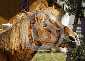 Pony with a white blaze on the head