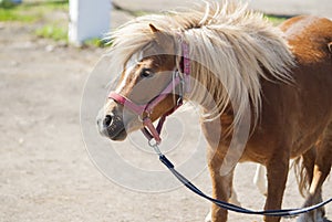 Pony with a white mane walking out of the paddok