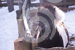 Pony in a wooden paddock in the sun. Winter snow. Funny horse with a funny hairstyle. Portrait