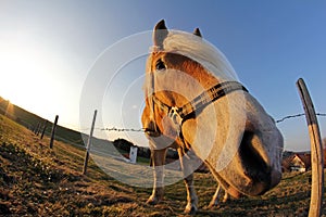 A pony in the worm's-eye view