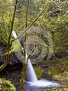 Ponytail Falls in Columbia River Gorge