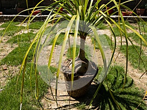 Ponytail palm Beaucrnea recurvata or Elephant foot plant or nolina palm with bare rootstock closeup