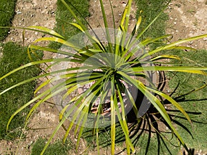 Ponytail palm Beaucrnea recurvata or Elephant foot plant or nolina palm potted in a beautiful decorative planter top view