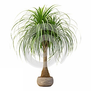 A ponytail palm with a bulbous base