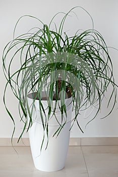 Ponytail palm houseplant