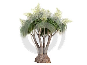 Ponytail Palm (Nolina or Beauca recurvata) photo