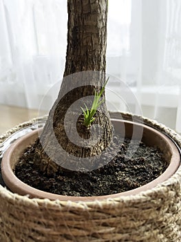 Ponytail palm pups. Propagating Ponytail Palms Through Cuttings