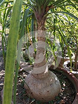 Ponytail palm trunk closeup view