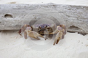 Poo kai crab in koh ta chai island similan marine national park