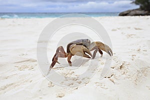 Poo kai crab on white sand beach of tachai island similan nation