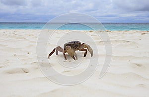 Poo kai crab on white sand beach of tachai island similan nation photo