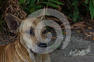 A pooch dog lies on the sand in a park under a bush in Georgetown, Guyana. The domestic dog Canis familiaris or Canis lupus