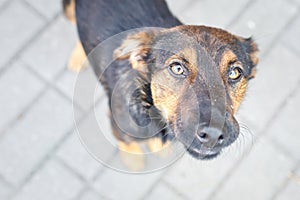 Pooch dog looking up with pitying eyes