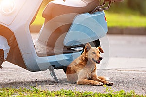 Pooch dog relax lying under motorbike shadow in heat summer day