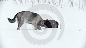 Pooch dog in snoely field standing near lost hat