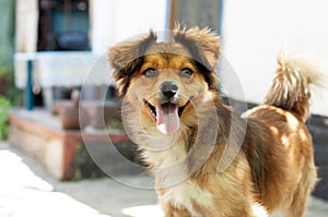 A pooch dog in the yard on guard at home