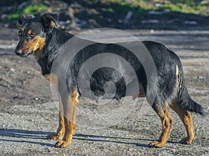 Pooch posing and looking at the camera