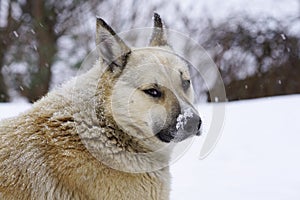 Pooch in the winter, the snow sits and grieves, friendship