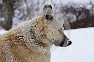 Pooch in the winter, the snow sits and grieves, friendship