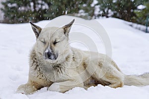 Pooch in the winter, the snow sits and grieves, friendship