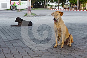 Pooch yellow and black dogs sitting on tile on street