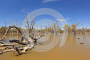 Poochers Swamp Bordertown, South Australia photo