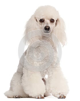 Poodle, 2 years old, sitting