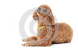 Poodle