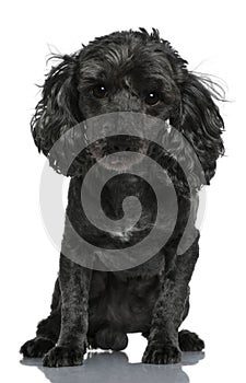 Poodle, 6 years old, sitting in front of white