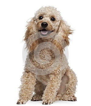 Poodle, 9 years old, sitting