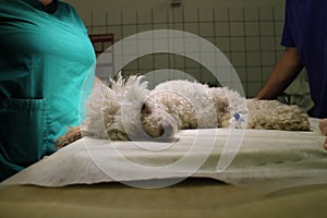 Poodle in anesthesia on operating table