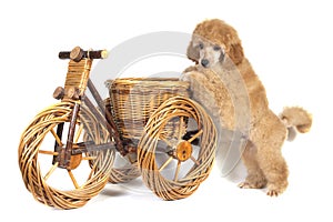 Poodle apricot puppy stands with its front paws on a wooden toy bike and looks into the camera. Isolated