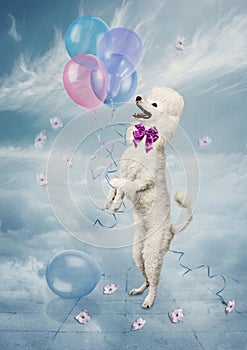 Poodle with balloons