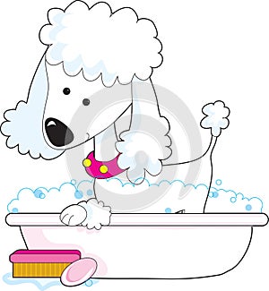 Poodle Bath