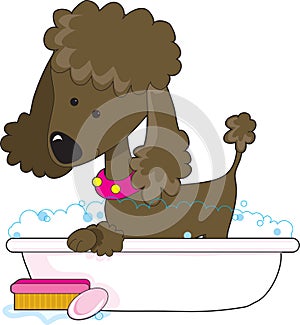 Poodle Bath Brown