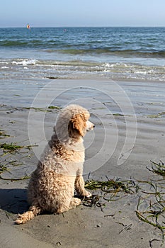 Poodle on a beach
