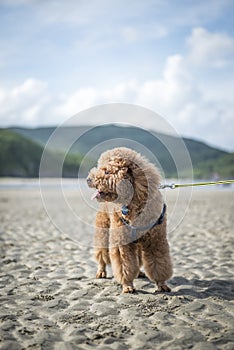 Poodle on a beach