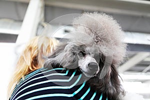 Poodle with a beautiful hairstyle. Dog on the shoulder of the mistress