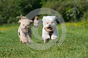 A Poodle and a Bishon Frise run towards camera in a beautiful green and yellow field.