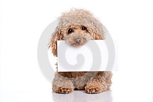 Poodle with Blank Note
