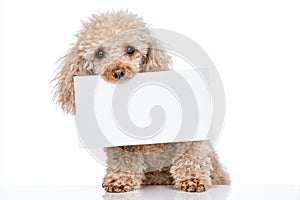 Poodle with Blank Note