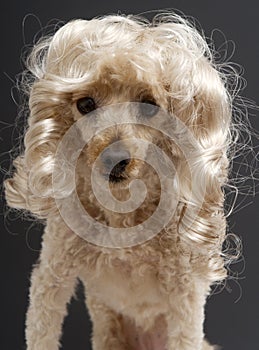 Poodle with Blonde Ringlets