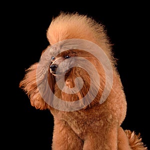 Poodle with blowing hair