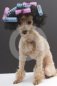 Poodle with Blue and Pink Curlers