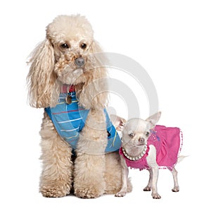 Poodle and chihuahua