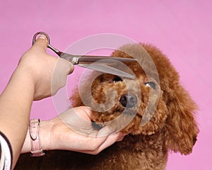 Poodle Cosmetologystep