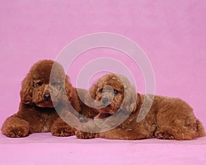 Poodle Cosmetologystep