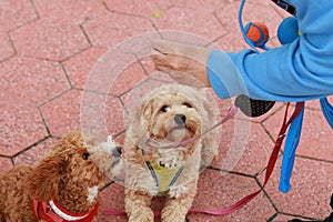 poodle cross dogs being walked and fed a treat by their owner on their daily walk